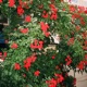 Growth Single