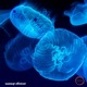 Strange Dreams feat Ashley Slater Single