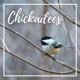 Chickadees Single