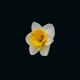 DAFFODIL Single