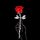 Thorns Single