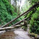 Fallen Trees Single