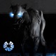 Off The Leash Single