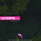 Caterpier Single