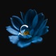 Echoes of Midnight Bloom Single