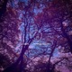 Tranquility Single