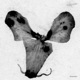 Dyscamupia EP