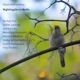 Nightingales in Berlin