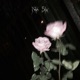 Roses Interlude Single