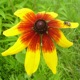 Summer Joy Single