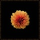 In the Wild EP