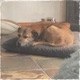 DogNap Single