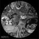 Semiostasis Single