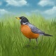 American Robin Single