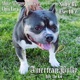 American Bully Single