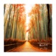 Arashiyama Bamboo Grove Single