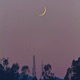 Midnight Garden Single
