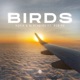 Birds feat ROBINS Single