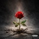Rose in the Concrete Single