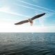 Glide Single