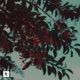 Nosta Lane Single