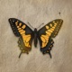 BORBOLETA Single