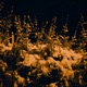 Powdery Trees Single
