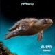 Elevate Extended Mix Single