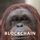 Blockchain feat Lil Brows ApolloSon Single