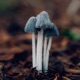 Huge furry mushrooms Single