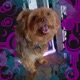 Coco Single