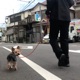 Hanamizuki feat Yo Hitoto Cover Rap Version Single