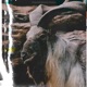 Goat Vol 1