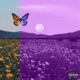 Purple Zone feat AndyHas Single