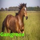 Gangrene Single
