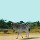 EARTHLING Instrumentals