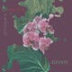 Elevate feat Mesklun Single