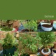 Bonsai Single
