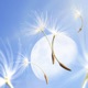 Dandelion Single