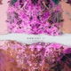 Mll2 Single