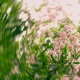 25 spring EP