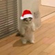 Cookies for Santa Single
