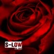 Red rose Single