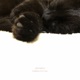 Lullabies For Cats