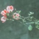 Monday To Sunday Single