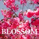 Blossom Single