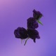 Fantasia Indaco Single