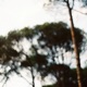 SIGHTLY TREE Single