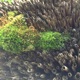 Simbiotica EP