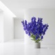 Aconite Single